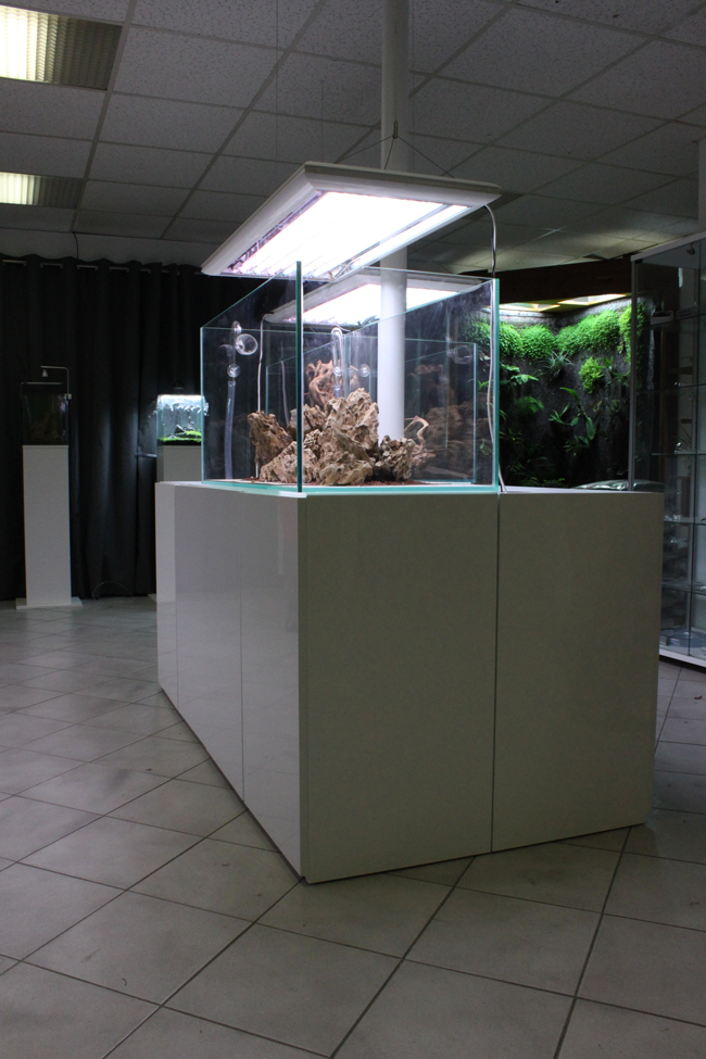 Les aquariums de notre showroom sont tous en verre ultra blanc pour un effet sensationnel!
