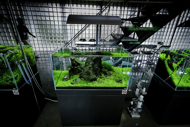 Aquariums design ADA