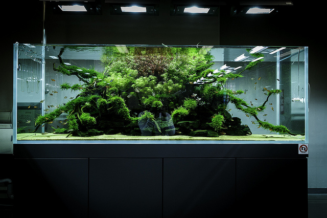 Aquarium design ADA
