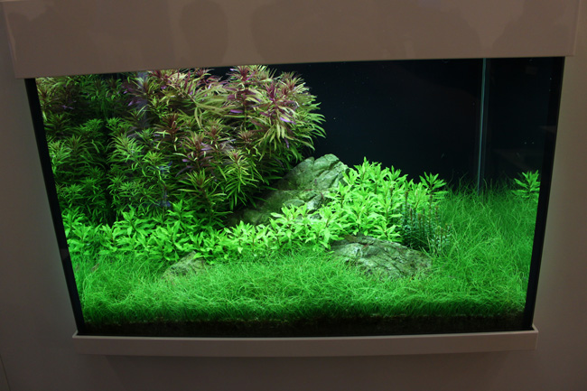 aquarium tropica 1