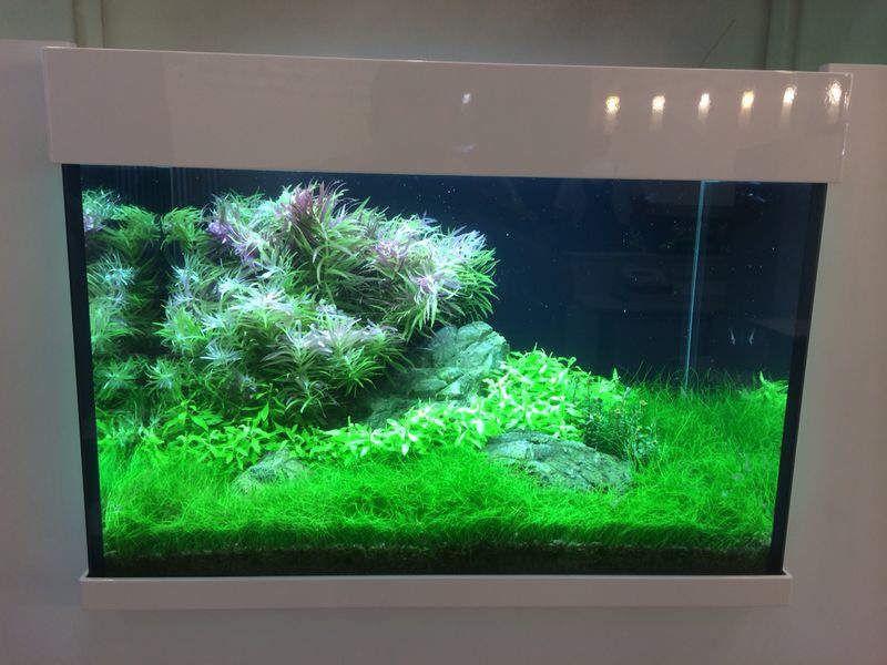 Aquarium Tropica 2