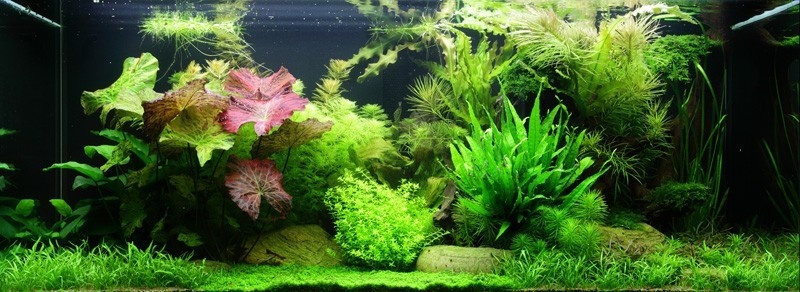 Comment réussir un aquarium planté ?