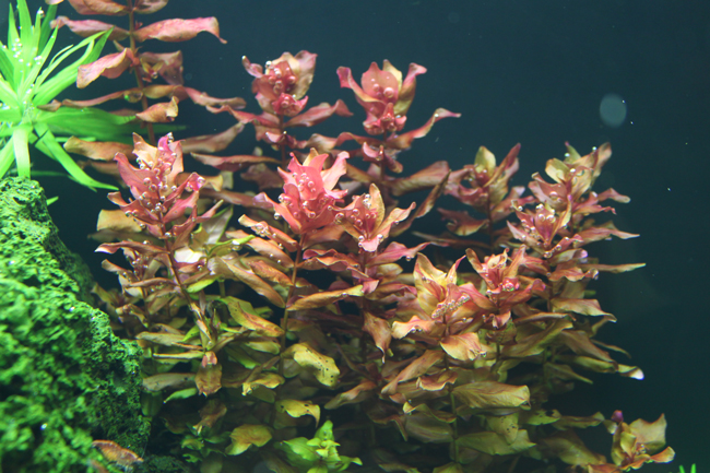 Rotala macrandra japan