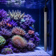 Aquaplante Basic T-300W chauffage titane installe dans un aquarium recifal marin