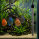 Aquaplante Basic T-500W chauffage titane fixe par ventouses dans un aquarium d eau douce