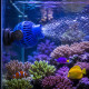 SunSun JVP-131 en fonctionnement dans un aquarium recifal