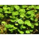 Hydrocotyle Verticillata Tropica