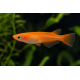 Medaka Deep orange (Oryzias latipes) - poisson japonais orange