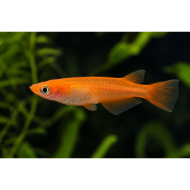 Medaka Deep orange (Oryzias latipes) - poisson japonais orange