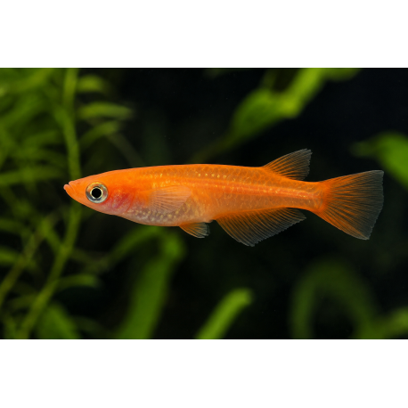 Medaka Deep orange (Oryzias latipes) - poisson japonais orange
