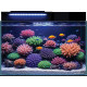 BLUE MARINE Reef Coral Garden 55 - Aquarium eau de mer équipé