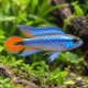 Apistogramma agassizii Alenquer Neon blue LE COUPLE - Elevage Européen
