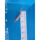 Tancho Hirenaga Tosai 10cm — Hoshikin Koi Farm — Nishikigoi