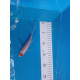 Tancho Hirenaga Tosai 10cm — Hoshikin Koi Farm — Nishikigoi