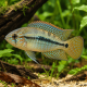 Laetacara (Aequidens) curviceps - Acara drapeau