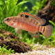 Badis Singenensis - Badis caméléon rouge