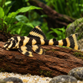 Dekeyseria Picta L168 (Sauvage - Colombie) - Butterfly pleco