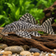 Hypancistrus sp. L400 M-L  (Colombie)