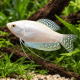 Trichogaster Trichopterus sp - Gourami platinum