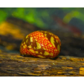 Escargot Neritina sp pink lady - Mangeur d'algues pour aquarium
