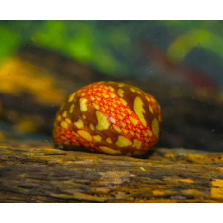 Escargot Neritina sp pink lady - Mangeur d'algues pour aquarium