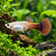 Guppy de selection - Poecilia reticulata Pink Tuxedo femelle