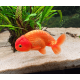Ranchu Rouge — Wen Rouge — Grade AA —  10-11 cm — Sélection Directe Éleveur