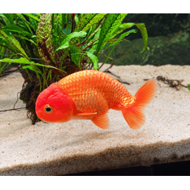 Ranchu Rouge — Wen Rouge — Grade AA —  10-11 cm — Sélection Directe Éleveur