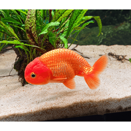 Ranchu Rouge — Wen Rouge — Grade AA —  10-11 cm — Sélection Directe Éleveur