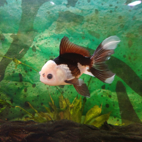 Carassius auratus Oranda Panda -  Grade AA —  10-11 cm — Sélection Directe Éleveur