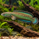 Channa Pomanensis