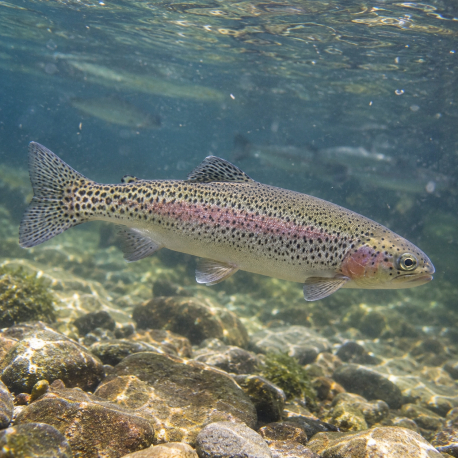 Oncorhynchus Mykiss -Truite arc-en-ciel
