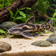 Pseudoplatystoma fasciatum - Poisson-chat tigré 6-8cm (Elevage Indonésie)