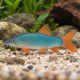 Yasuhikotakia (Botia) Modesta -Loche bleue à nageoires rouges