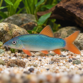 Yasuhikotakia (Botia) Modesta -Loche bleue à nageoires rouges
