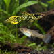 Poecilia wingei Yellow Tiger - Guppy endler Mâle