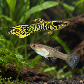 Poecilia wingei Yellow Tiger - Guppy endler Mâle