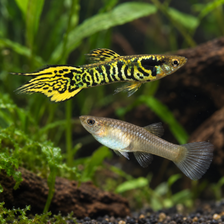 Poecilia wingei Yellow Tiger - Guppy endler Mâle