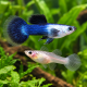 Guppy de selection - Poecilia reticulata Red Tuxedo Femelle