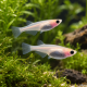 Medaka Panda (Oryzias latipes) - poisson japonais Panda