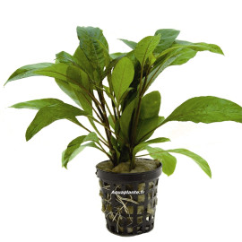 Nomaphila Siamensis - Plante d'aquarium facile