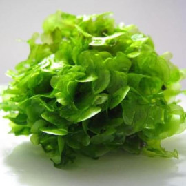 Monosolenium Tenerum - Mousse aquatique