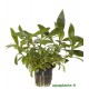 Hygrophila Corymbosa Augustifolia Tropica
