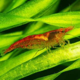 Crevette Neocaridina denticulata Red Cherry lot de 5