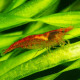 Crevette Neocaridina denticulata Red Cherry lot de 10