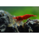 Crevette Red Fire