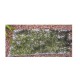 Riccardia chamedryfolia - Mousse aquatique