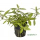 Hygrophila Polysperma Tropica