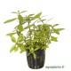 Hygrophila Polysperma Rosanervig Tropica