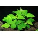 Anubias Nana Yellow Heart - Plante facile pour aquarium